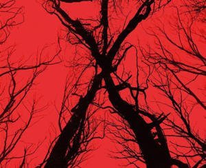 Blair Witch Blu-ray Review (2016)