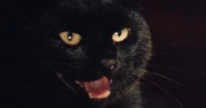 The Black Cat Blu-ray Review